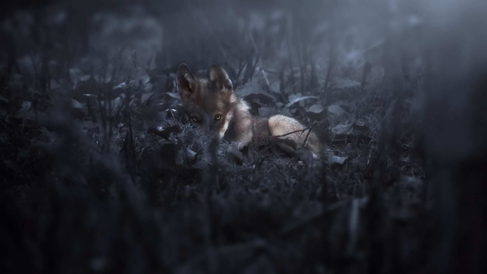 Short-coated Brown Puppy, Dark, Nature, Wolf, Animals - Swift Fox , HD Wallpaper & Backgrounds