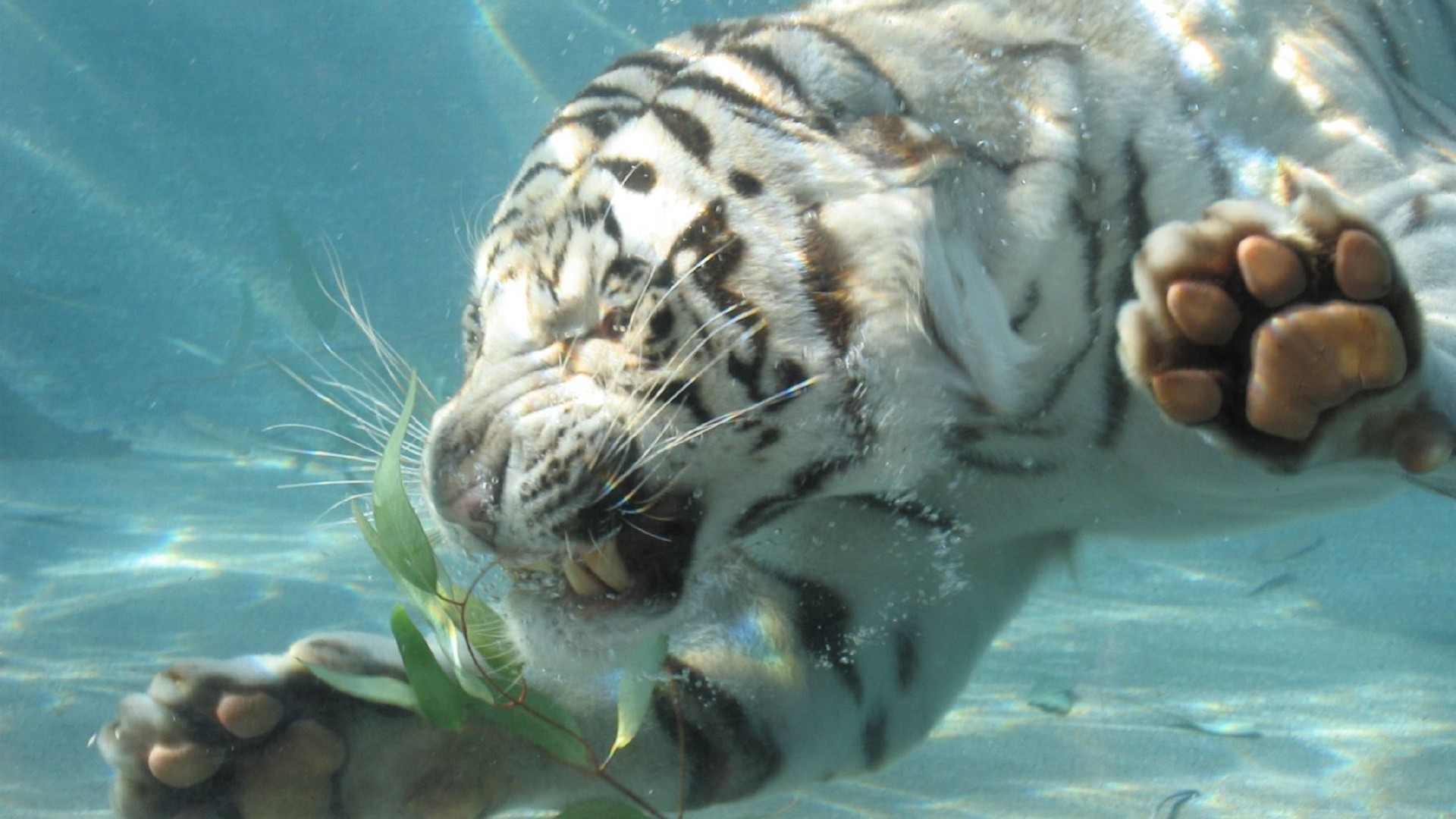 Animals Tigers White Tiger Swimming Wallpaper Art Hd - White Tiger In Water , HD Wallpaper & Backgrounds