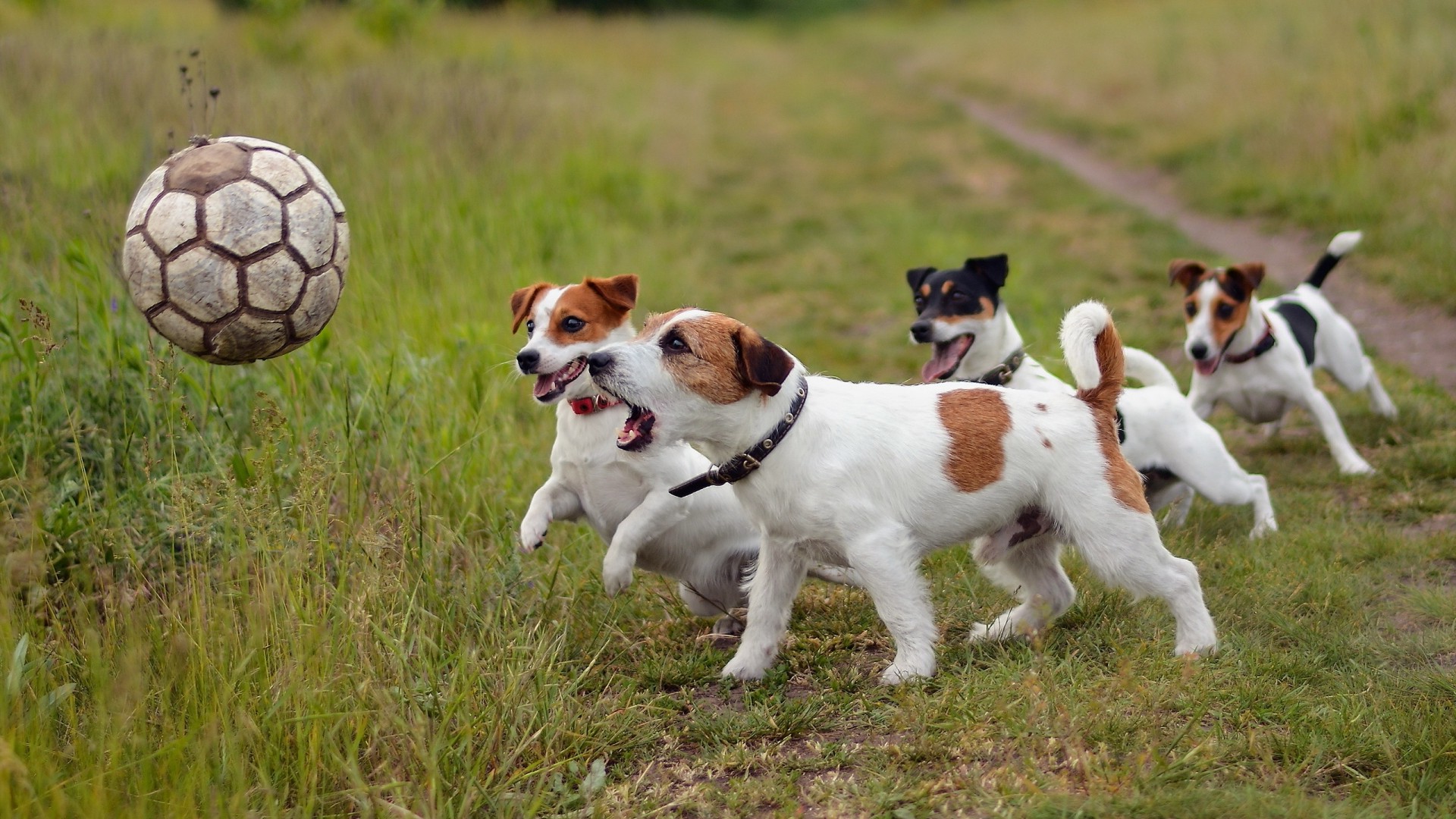 Fox Terrier Dog Wallpaper Background 60077 Best Free - Jack Russell Terrier , HD Wallpaper & Backgrounds