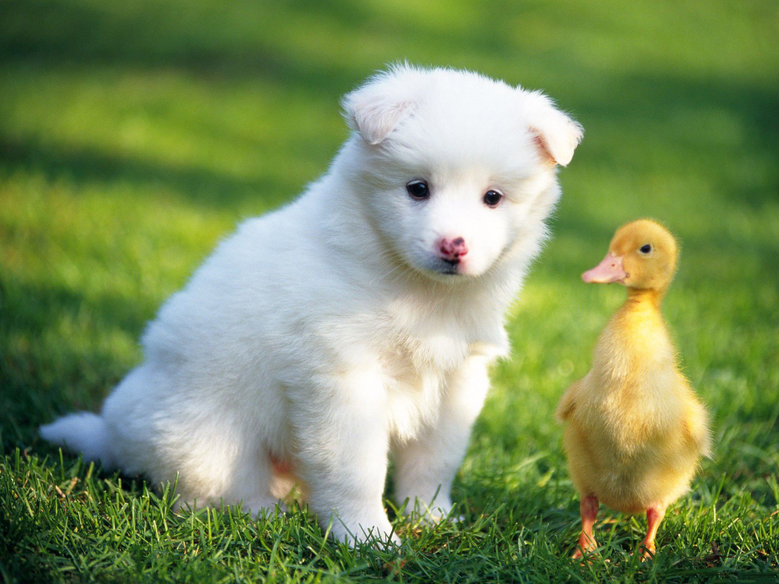 Beautiful Puppy And Duck Wallpaper - Baby Duck And Puppy , HD Wallpaper & Backgrounds