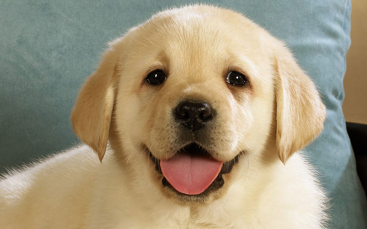 Dog Wallpaper Animal Wallpapers Free Download Wallpapers - Cute Labrador Dog Hd , HD Wallpaper & Backgrounds