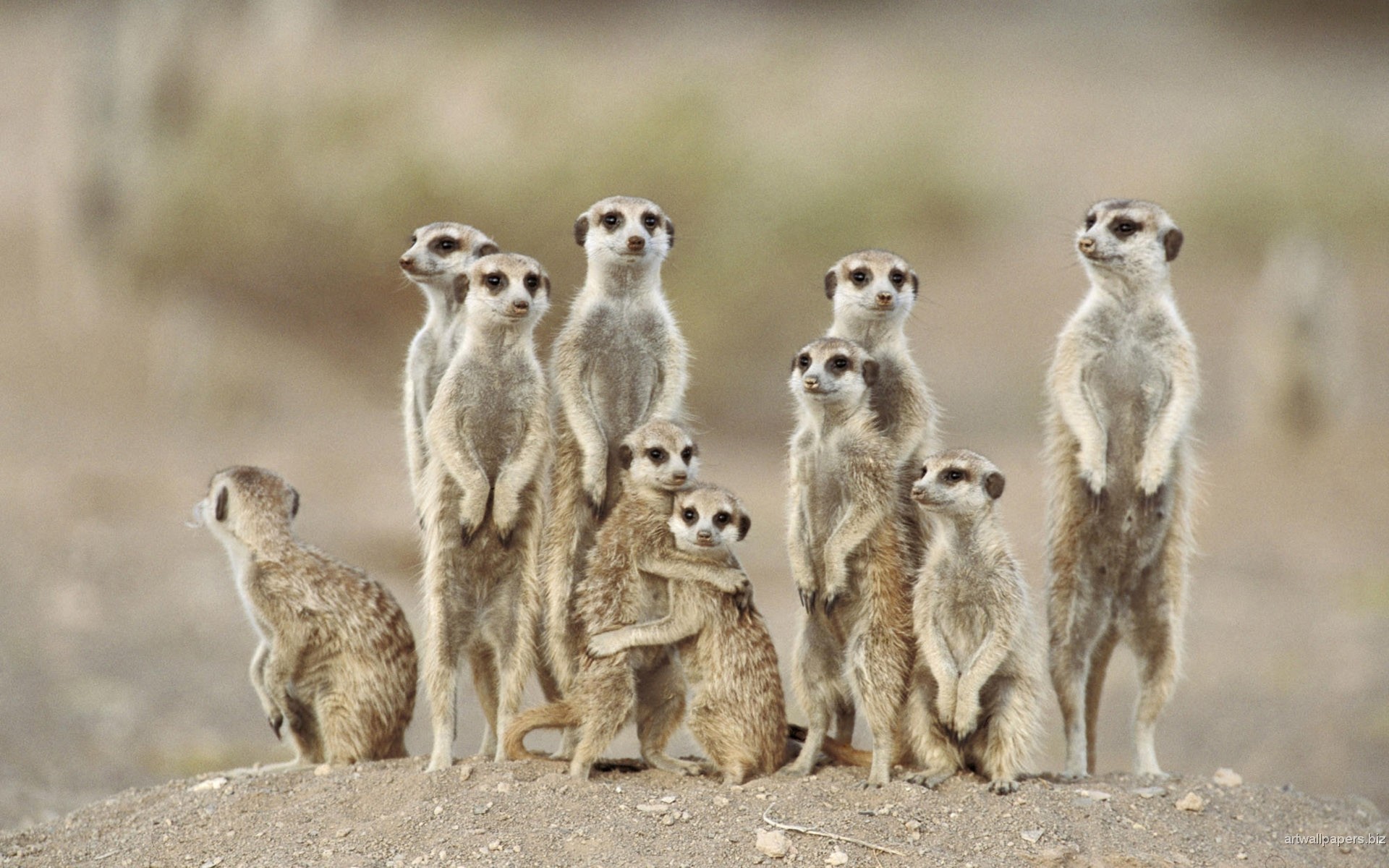 Animals Hd Widescreen Desktop 942505 Wallpaper Wallpaper - Meerkat African Animals , HD Wallpaper & Backgrounds