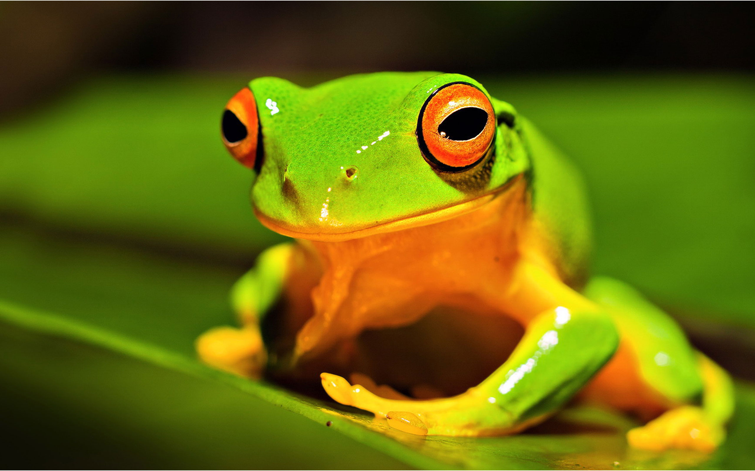 Hd Frog Animals Wallpaper - Frog Hd , HD Wallpaper & Backgrounds