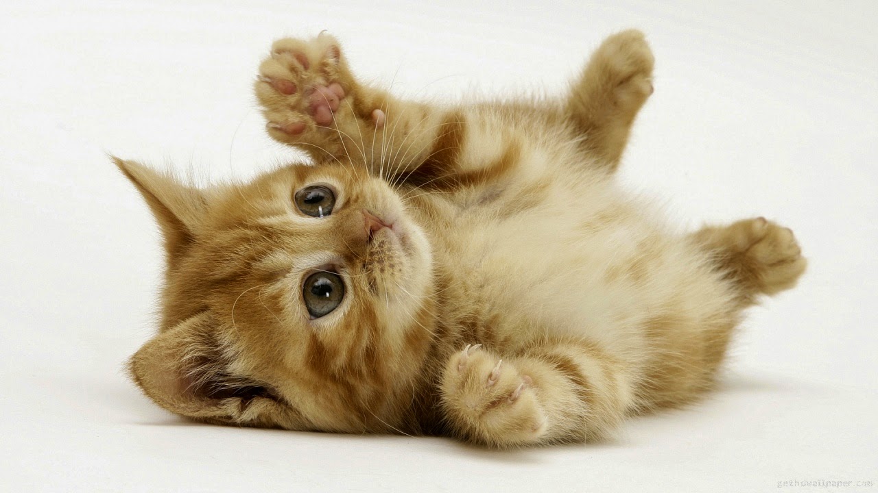 Latest Hd Wallpapers Free Download Smileandspeak - Kitten Really Cute , HD Wallpaper & Backgrounds
