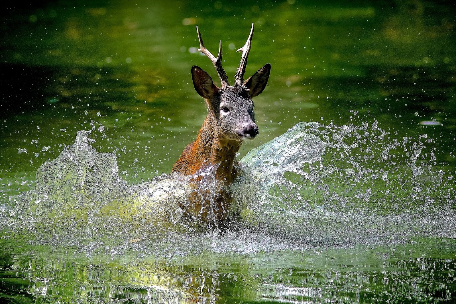 Free Download 3d Animals Wallpapers Beautiful Frog - Deer On Water , HD Wallpaper & Backgrounds