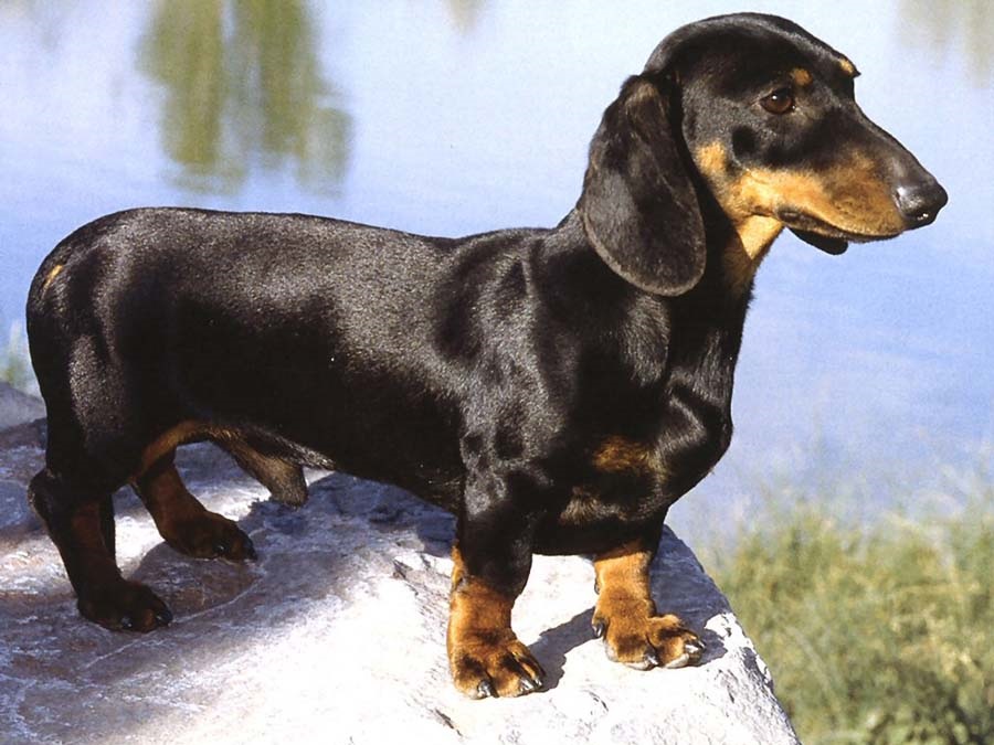 Beautiful Animals Dachshund Dog Photos - Dachshund Dog Images Hd , HD Wallpaper & Backgrounds