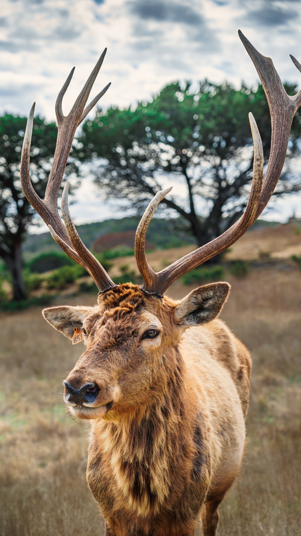 Reindeer , HD Wallpaper & Backgrounds