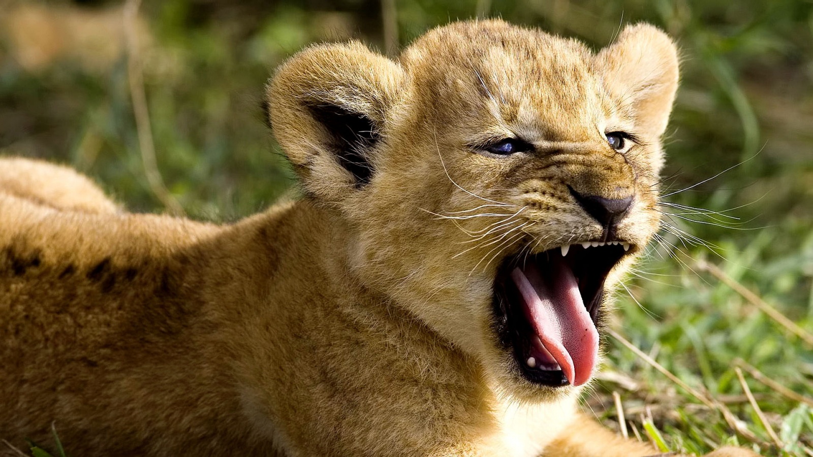 Animal Wallpaper For Desktop 273316 - African Lion Cub Roaring , HD Wallpaper & Backgrounds