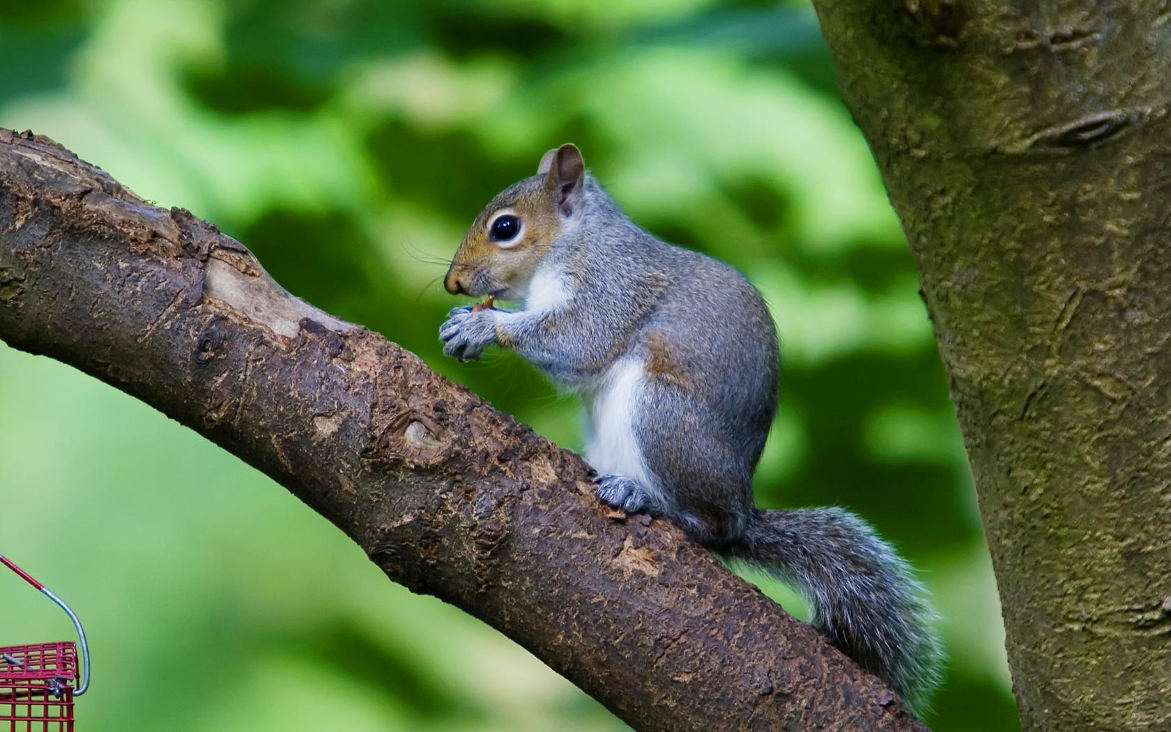 Animal Wallpaper For Desktop Background - Squirrel , HD Wallpaper & Backgrounds