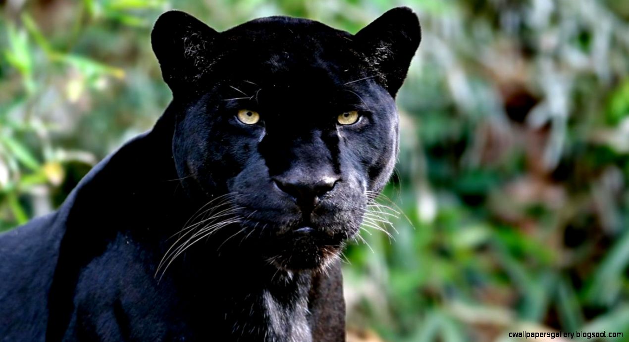 Jaguar Animal Wallpaper - Mammal Amazon Rainforest Animals , HD Wallpaper & Backgrounds