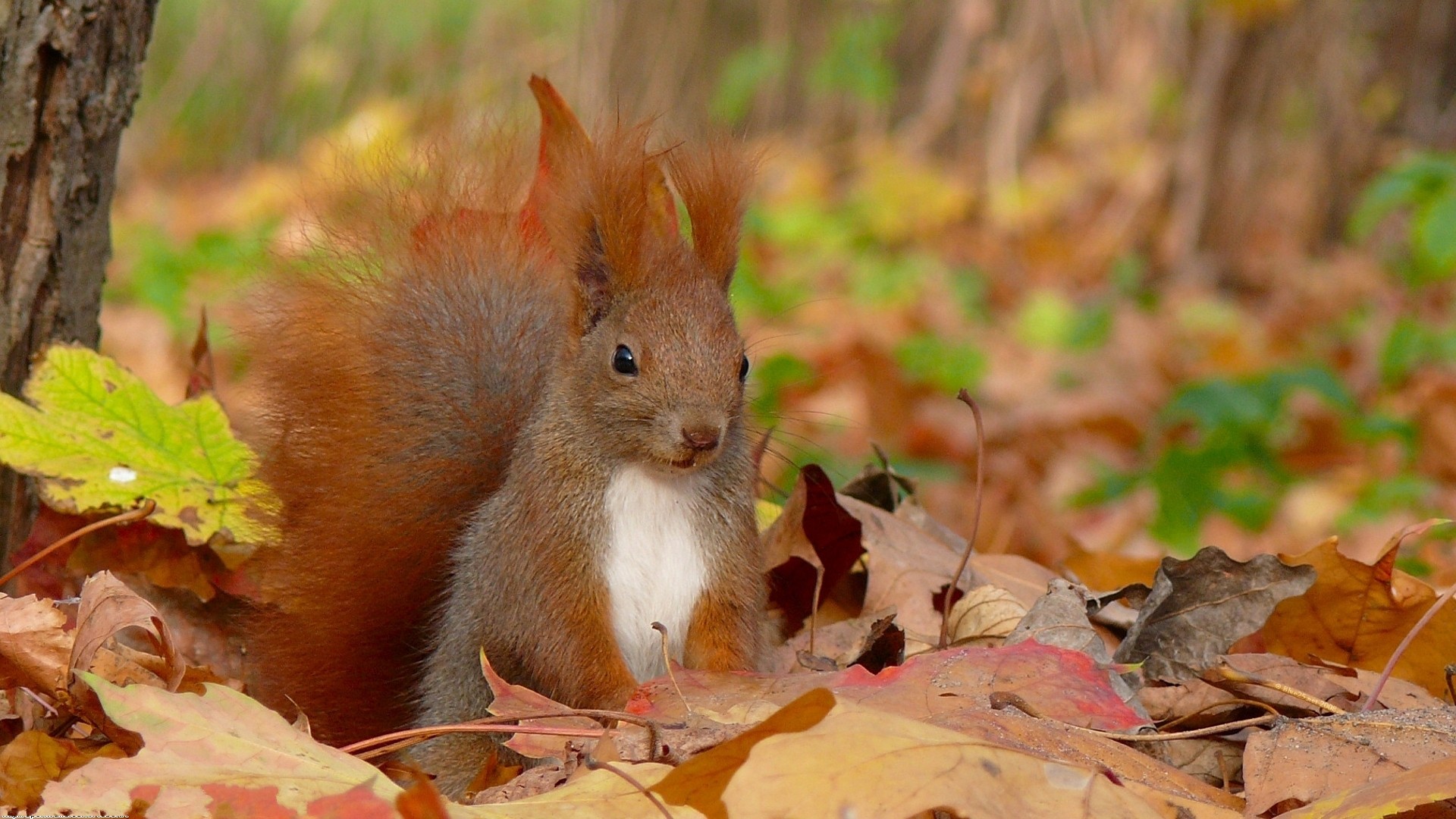 Animal In Fall , HD Wallpaper & Backgrounds