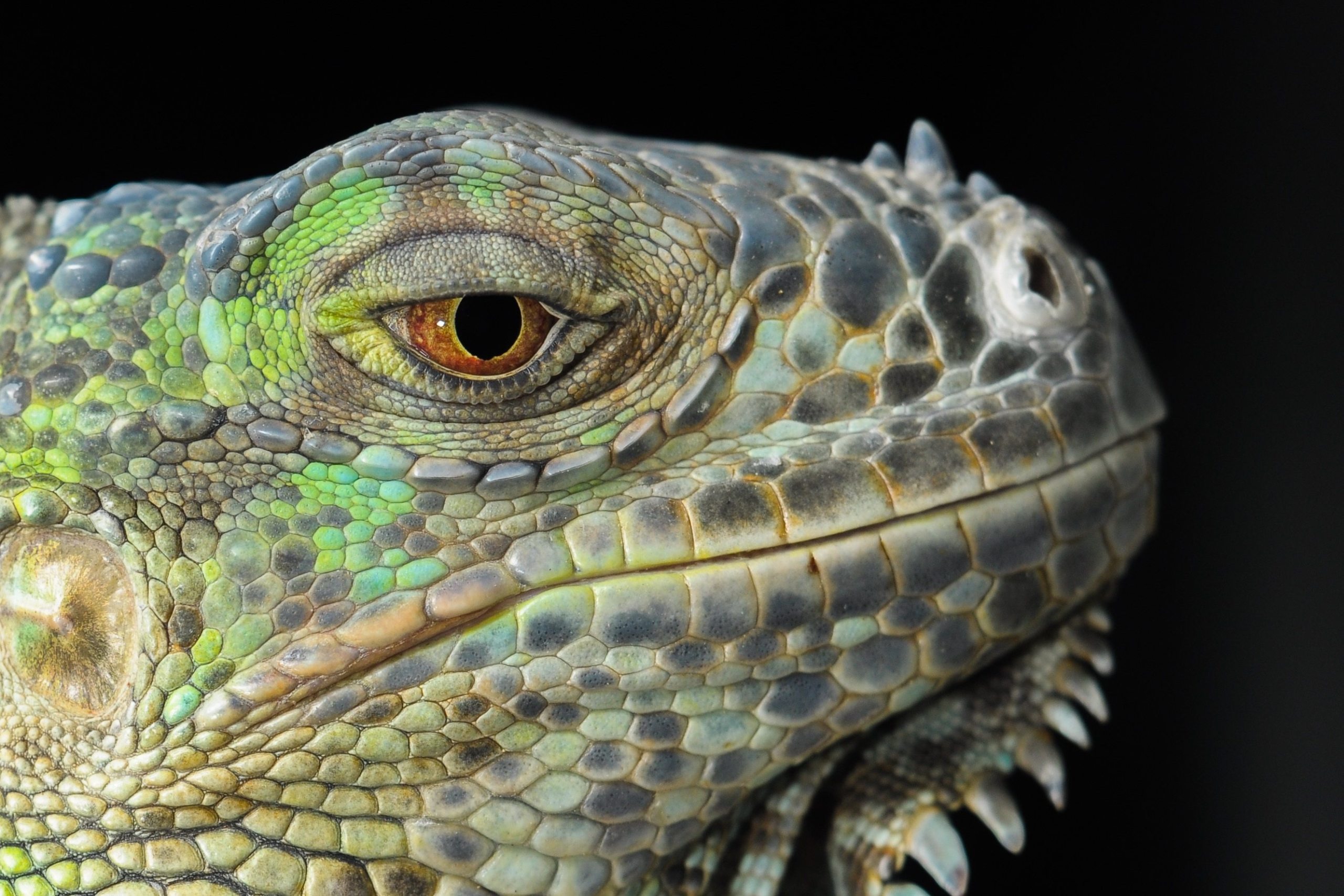 Awesome Iguana Lizard Wallpaper Full Size - Lizard Portrait , HD Wallpaper & Backgrounds