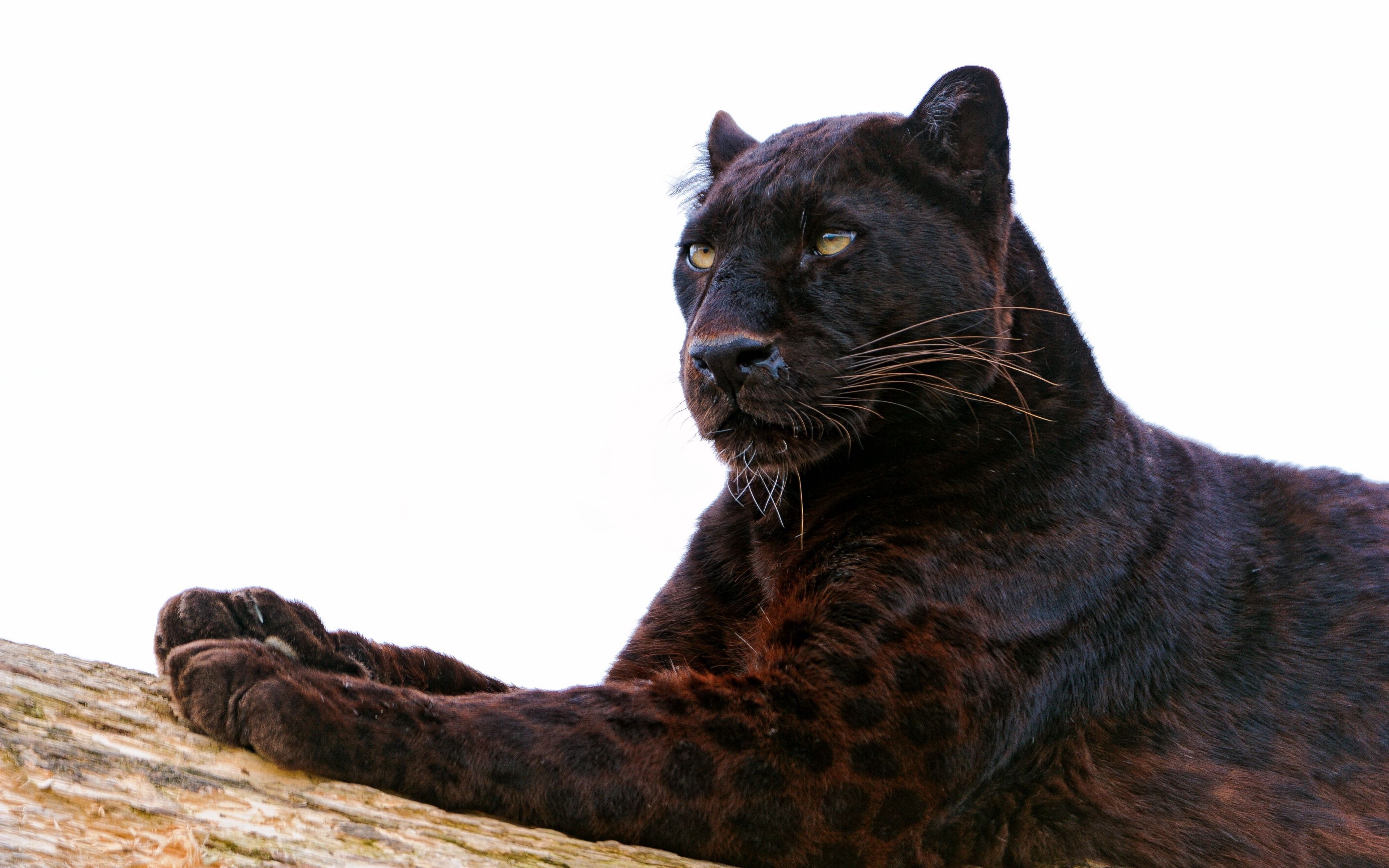 Black Panther Animal Wallpaper In 4k Resolution - Black Panther Animal , HD Wallpaper & Backgrounds