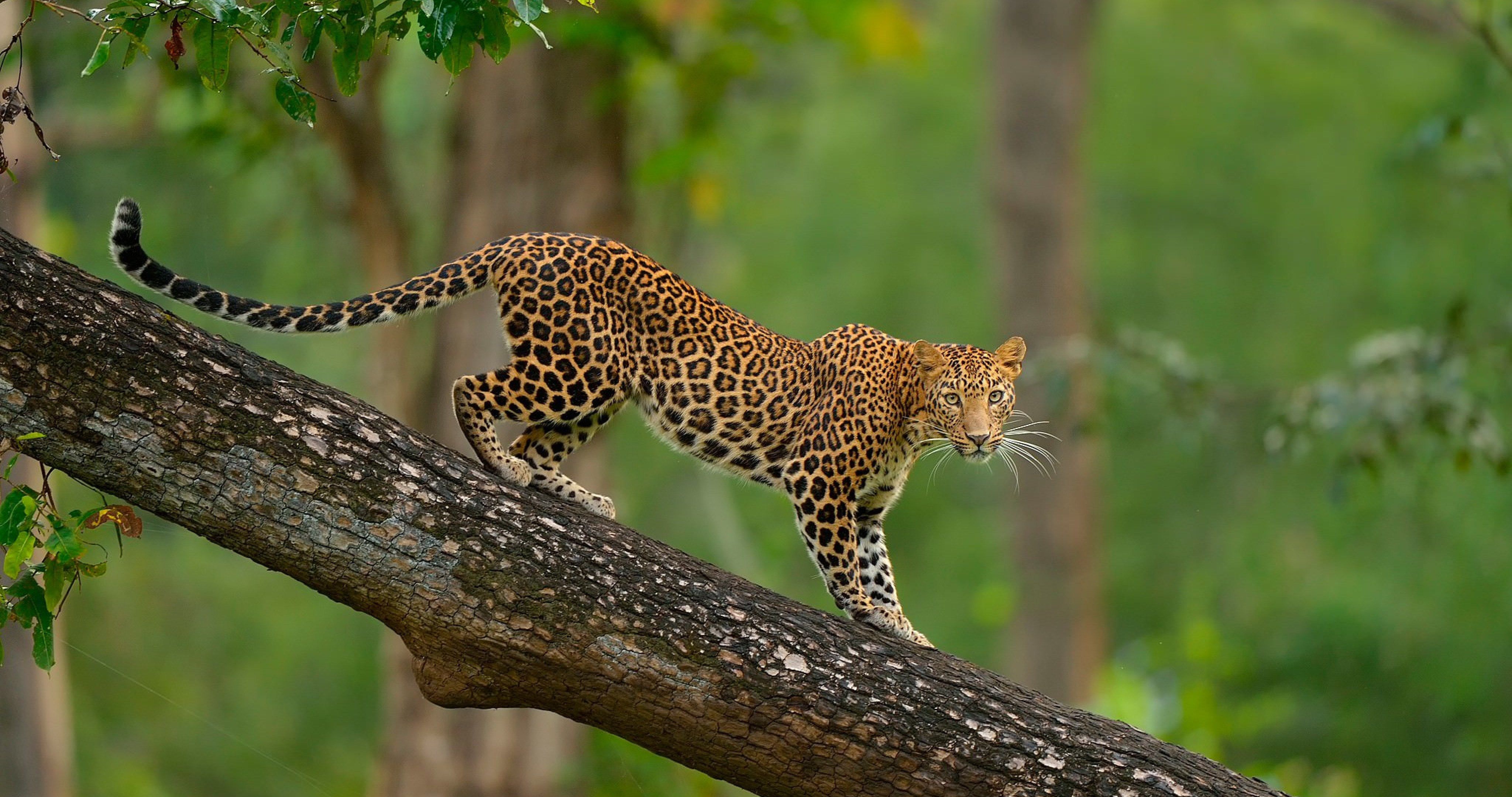 4k Africa Animal Wallpaper - Leopard In Tree Hd , HD Wallpaper & Backgrounds