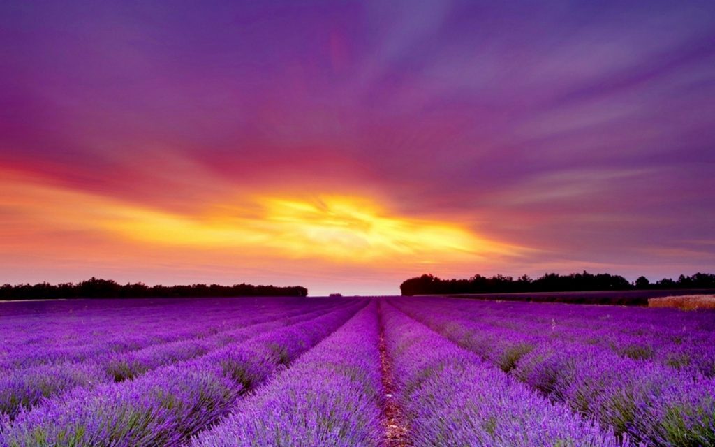 The Above Is The Hd Wallpapers For Pc Collection That - Lavender Field In Paris , HD Wallpaper & Backgrounds