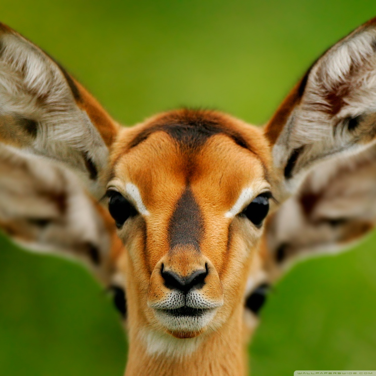 Wild Animals ❤ 4k Hd Desktop Wallpaper For 4k Ultra - Amazing World Of Animals , HD Wallpaper & Backgrounds