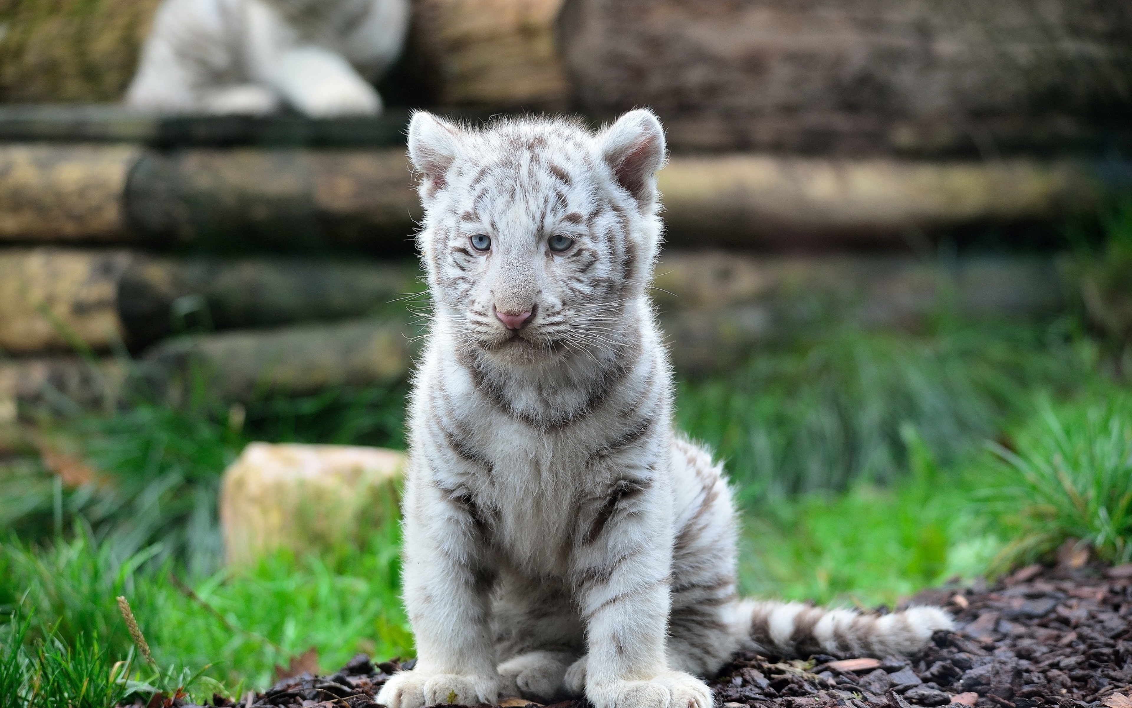 White Tiger Cub Wild Cat Predator Animal Wallpaper - White Tiger Cubs 4k , HD Wallpaper & Backgrounds