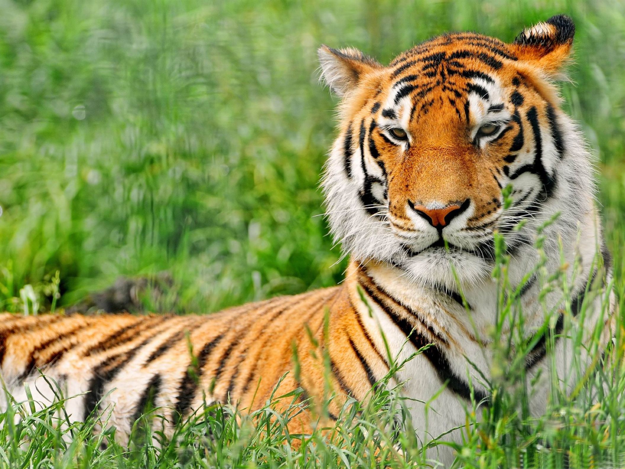 Animal Download Wallpaper - Hd Mobile Wallpapers Tiger , HD Wallpaper & Backgrounds