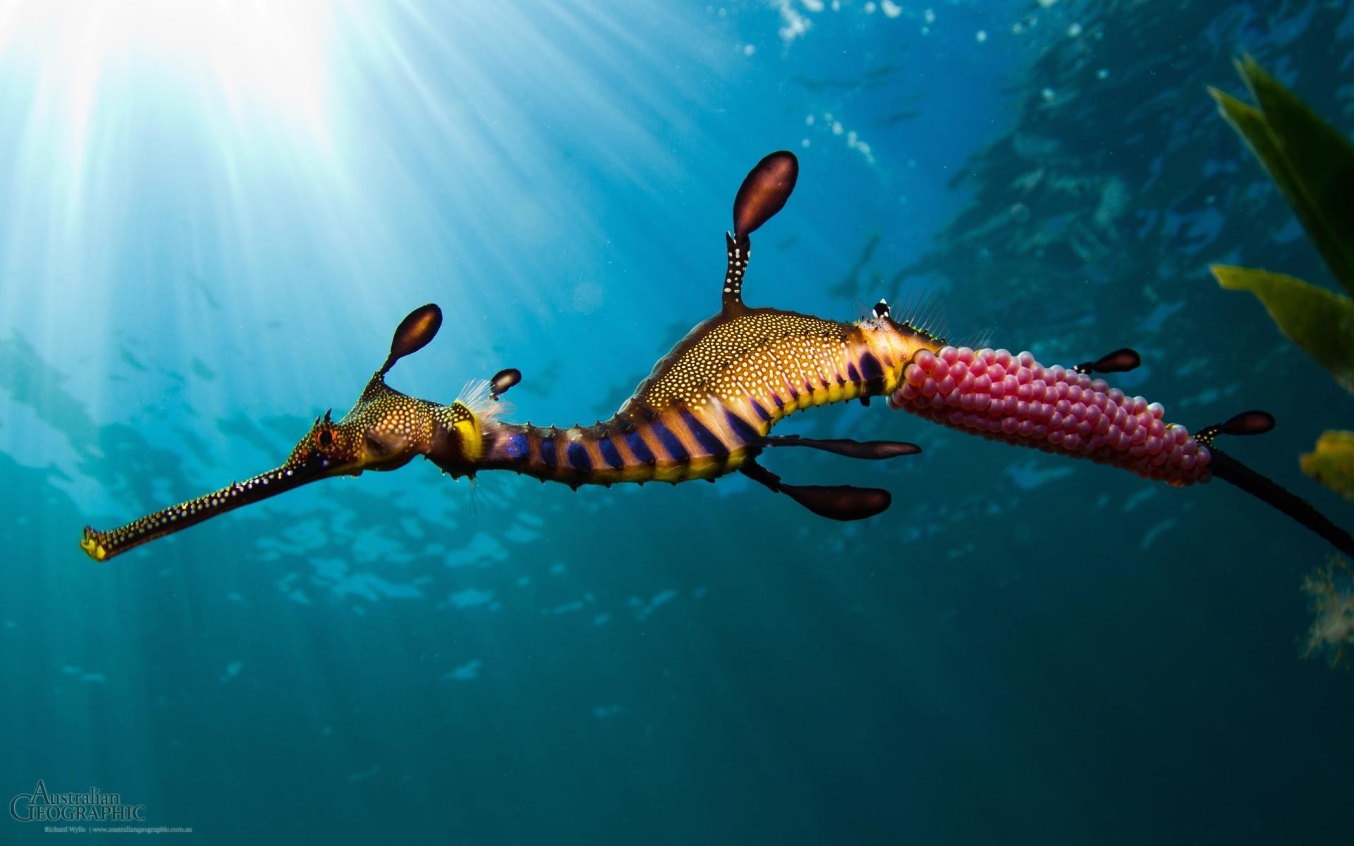 2560x1600, Sea Animals - Weedy Sea Dragons , HD Wallpaper & Backgrounds