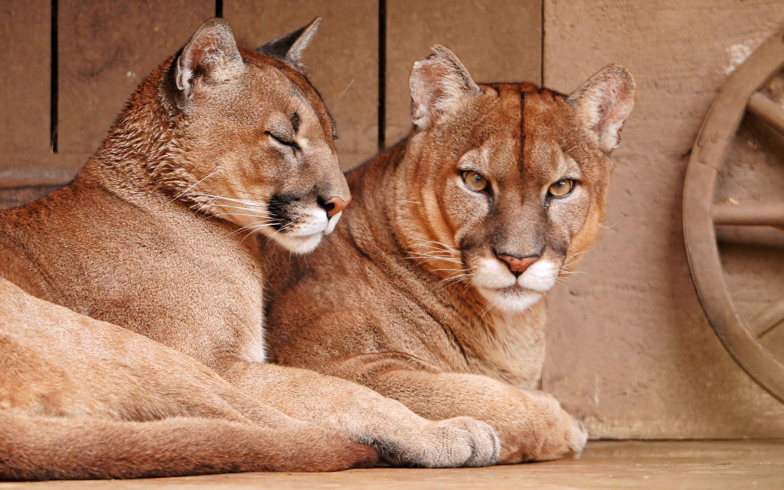 Cougar Full Hd Wallpaper And Background X Id - Imagenes De Puma Animal En Hd , HD Wallpaper & Backgrounds
