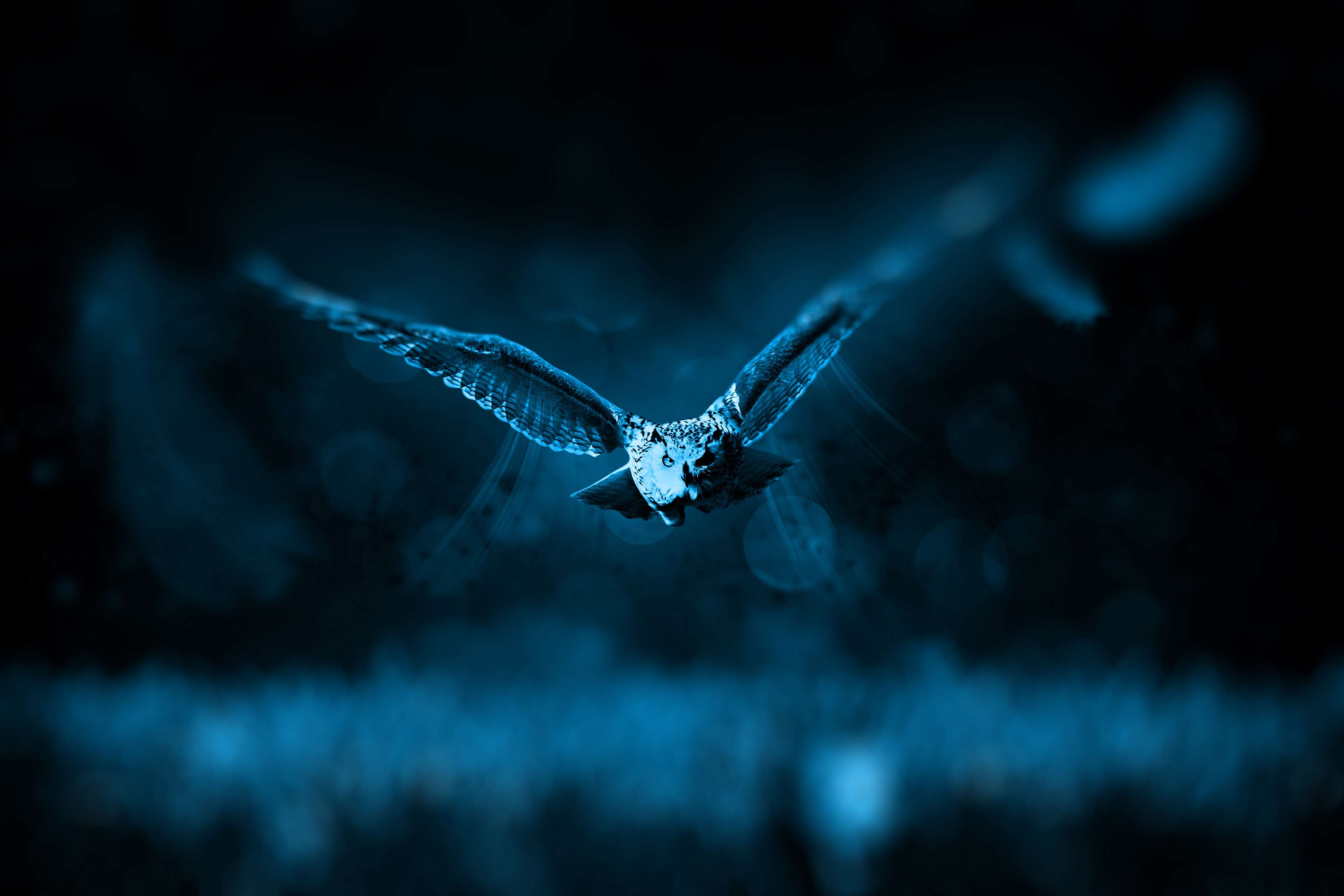 Animal, Bird, Dark, Fly, Night, Owl, Wild Animal 4k - Fondo De Pantalla De Buhos , HD Wallpaper & Backgrounds