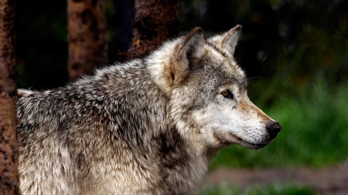 One Wolf Winter Gray Hunter Super Funny Animal Photos - Иногда Лучший Способ Помочь Кому То Просто Быть Рядом , HD Wallpaper & Backgrounds
