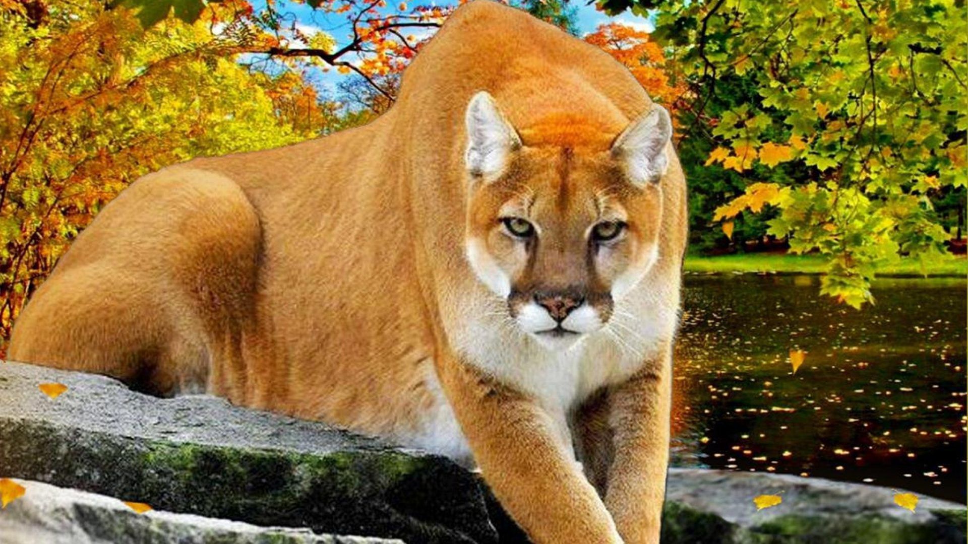 Two Cute Cats Wallpaper Desktop And Mobile Wallpaper - Cougar Cats , HD Wallpaper & Backgrounds