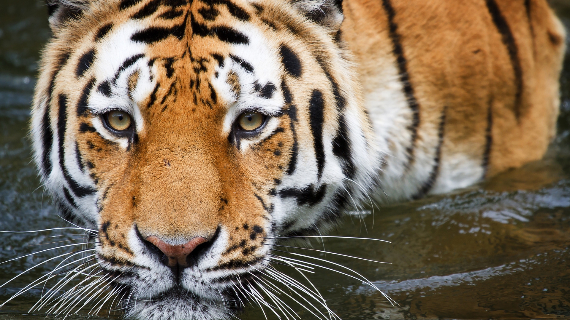 Animal Moving Wallpapers Free - Tiger Close Up Hd , HD Wallpaper & Backgrounds