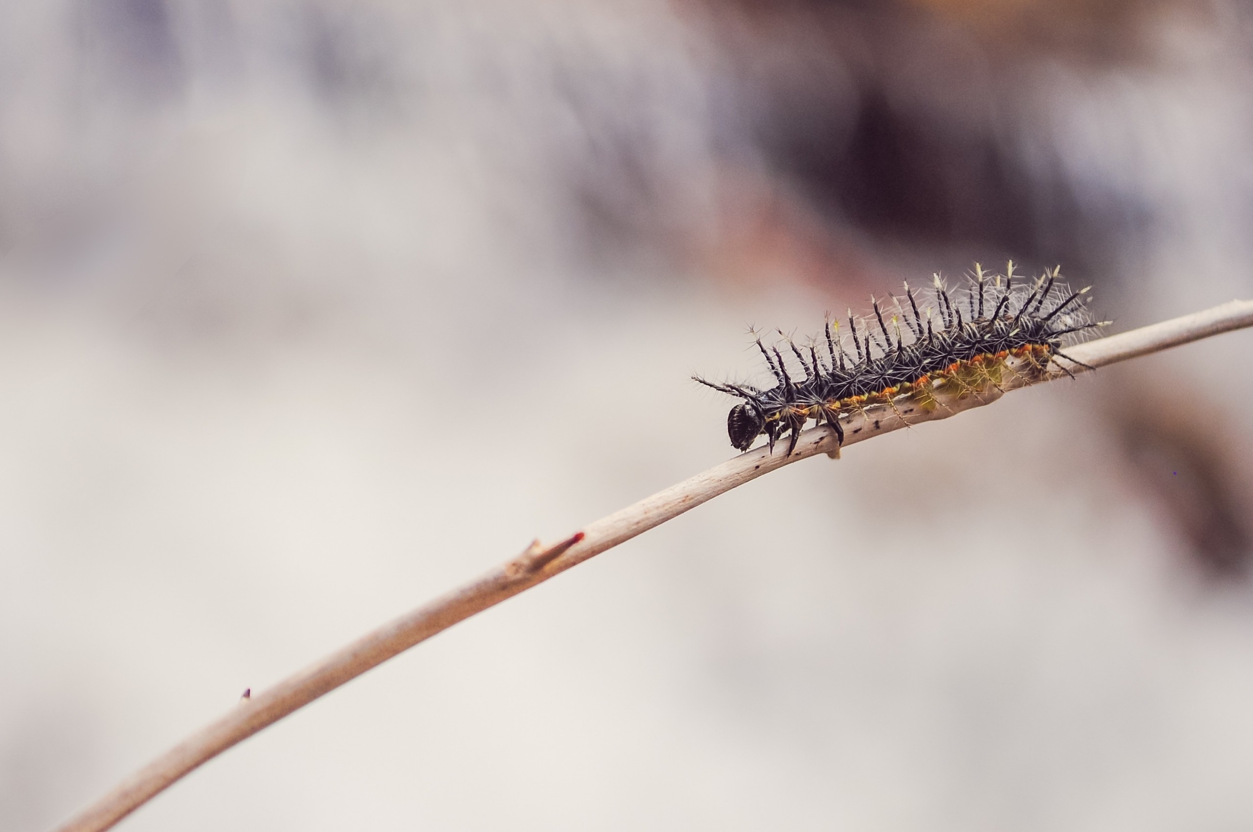 Caterpillar, Insects, Branch, Moving - Insect , HD Wallpaper & Backgrounds