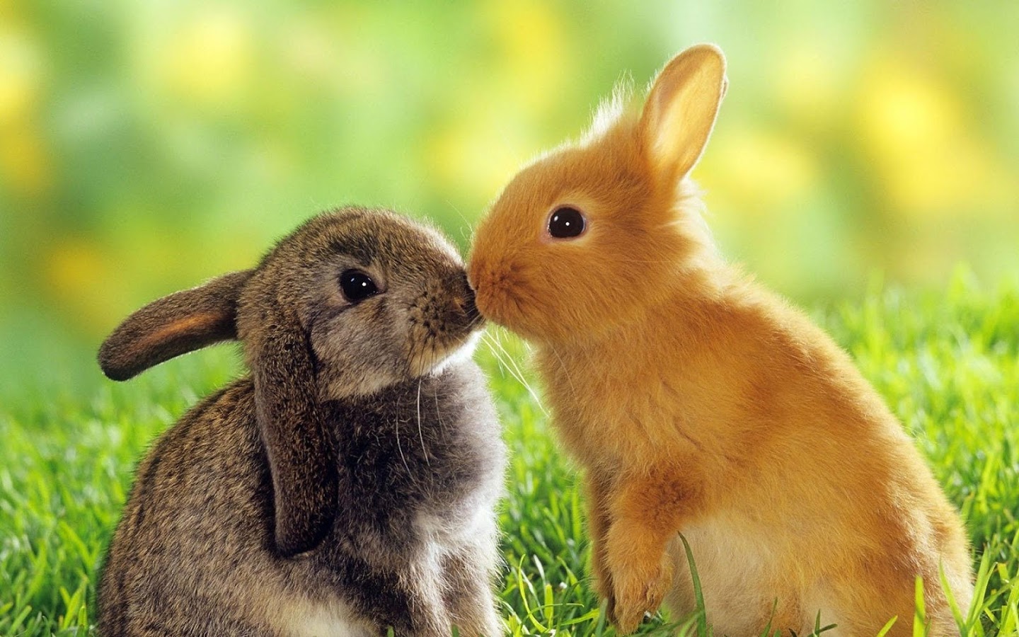 Cute Sweet Rabbit Animals Wallpapers - Rabbit Hd , HD Wallpaper & Backgrounds