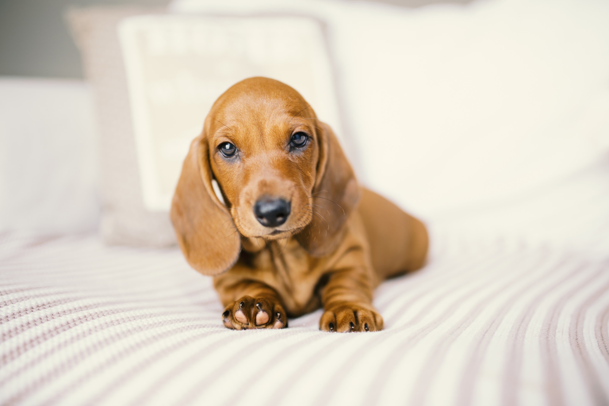 Wallpapers Dachshund Dogs Sweet Animals Cute Pretty - Cute Animals , HD Wallpaper & Backgrounds
