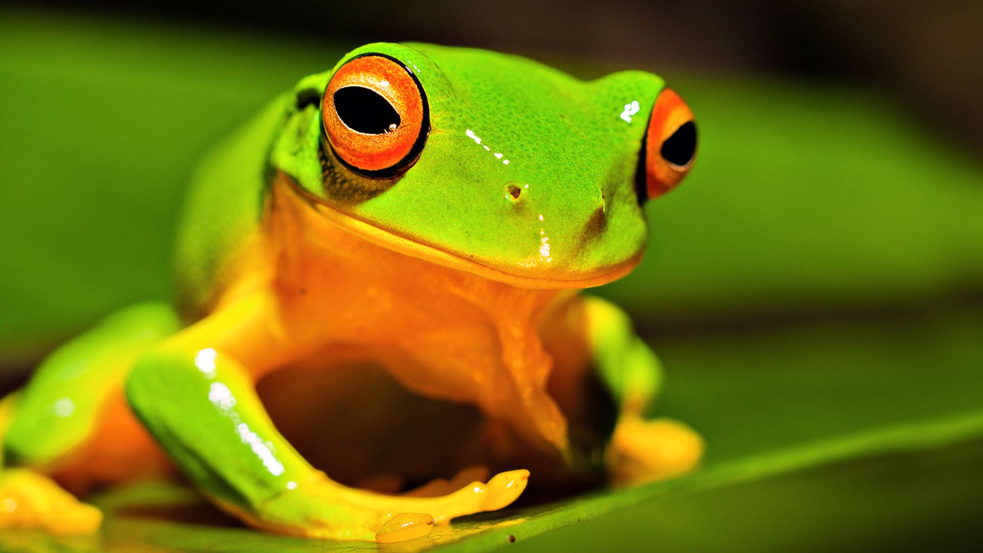 Nature Animals Frog Green Wallpaper - Nature Animals Background , HD Wallpaper & Backgrounds