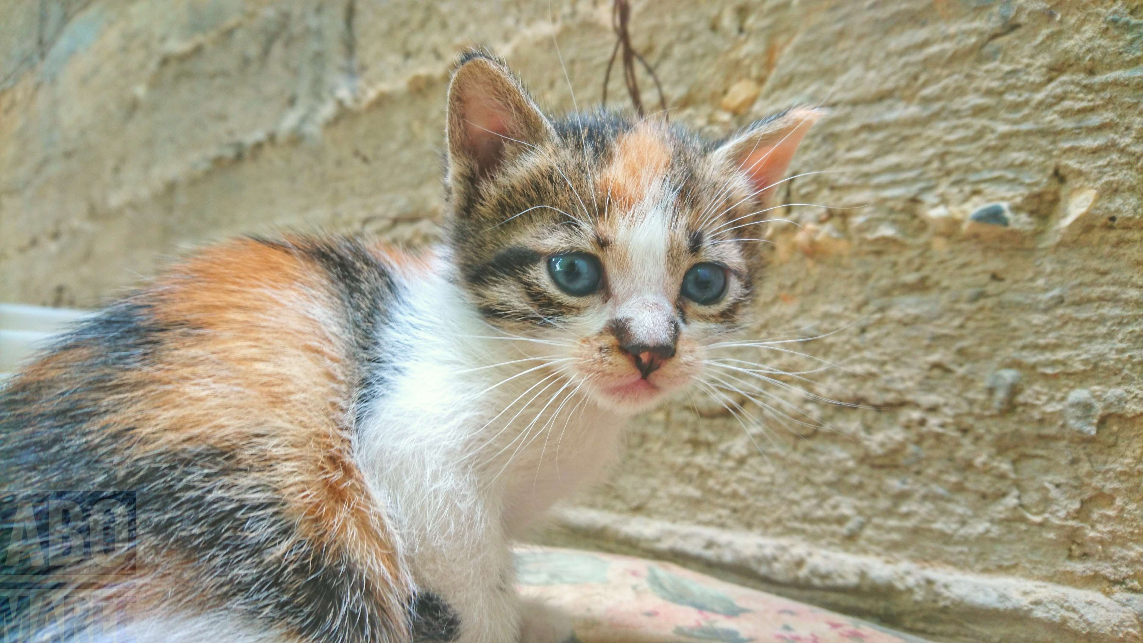 Cat Cute Baby Sweet Omg Spring Animal Wow Amazing Domestic
