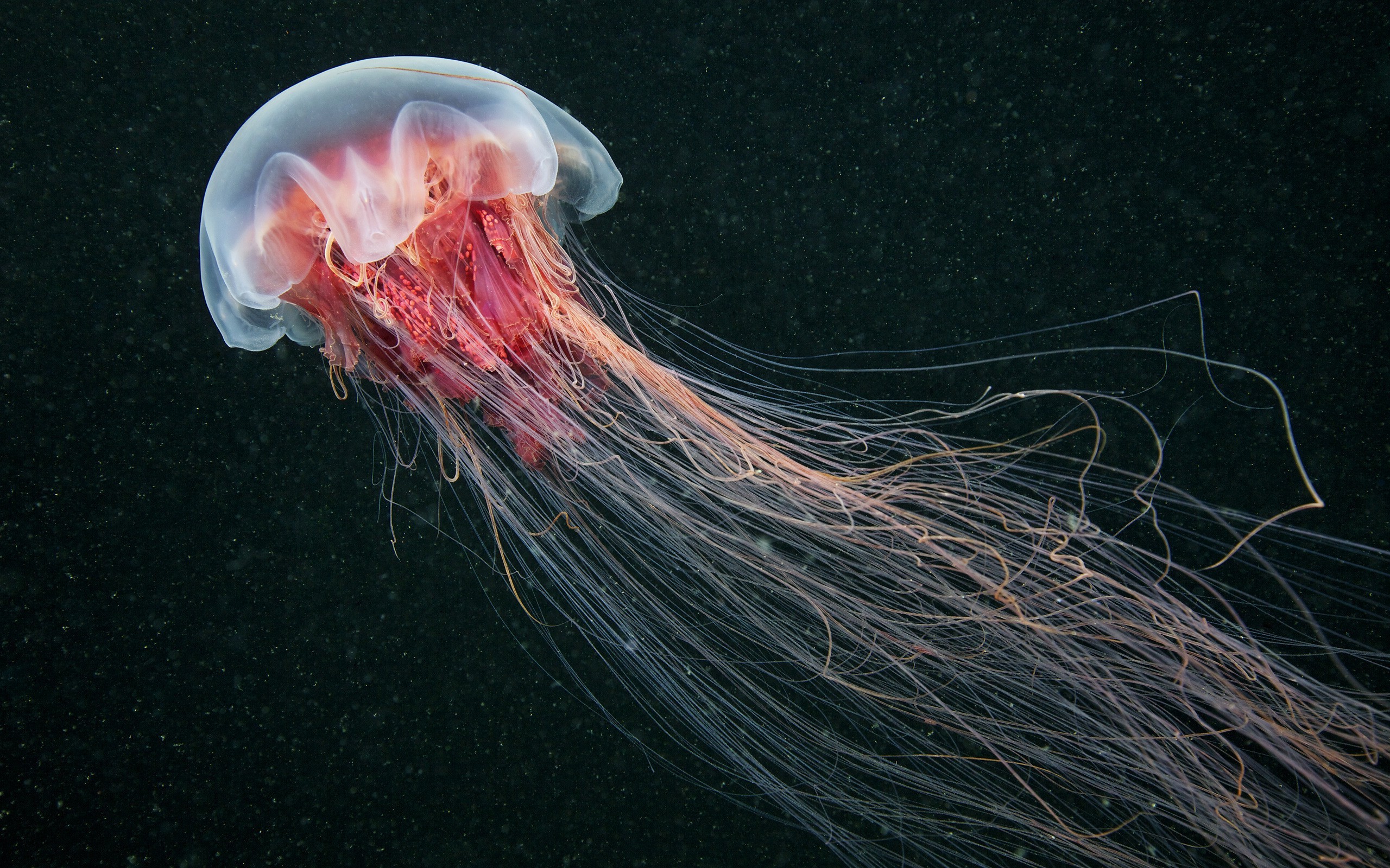 Jellyfish Nature Sea Animals Wallpapers Hd / Desktop - Sea Animals Wallpaper Hd , HD Wallpaper & Backgrounds