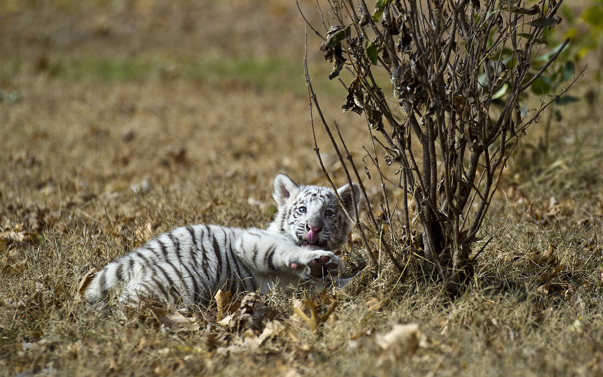 Free, Download Wallpaper,nature, 4k, Animals, Animals, - Tigre Blanco Cachorro 3d , HD Wallpaper & Backgrounds