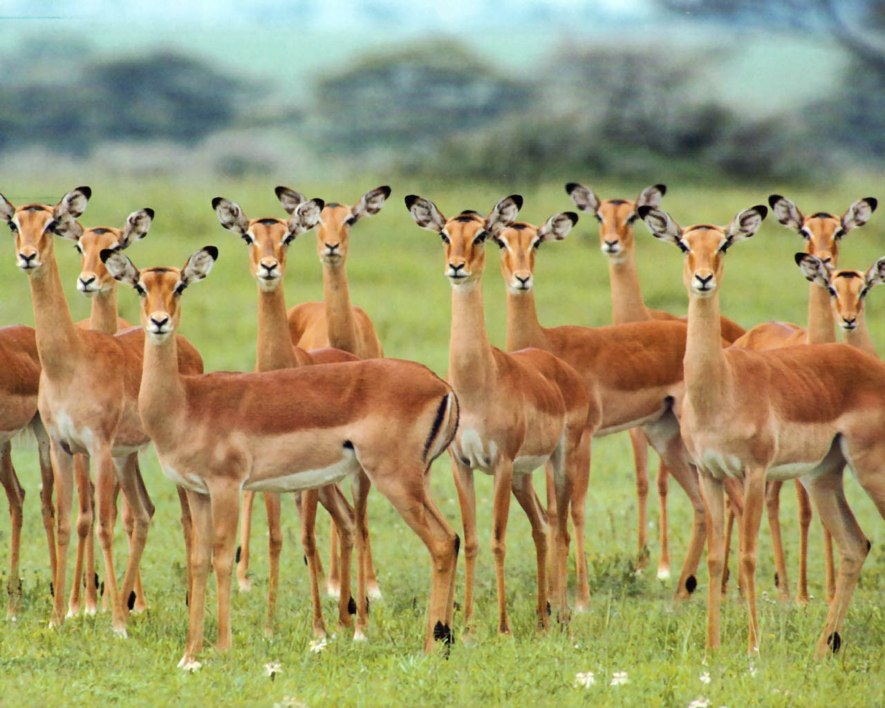 African Animal Wallpaper , HD Wallpaper & Backgrounds