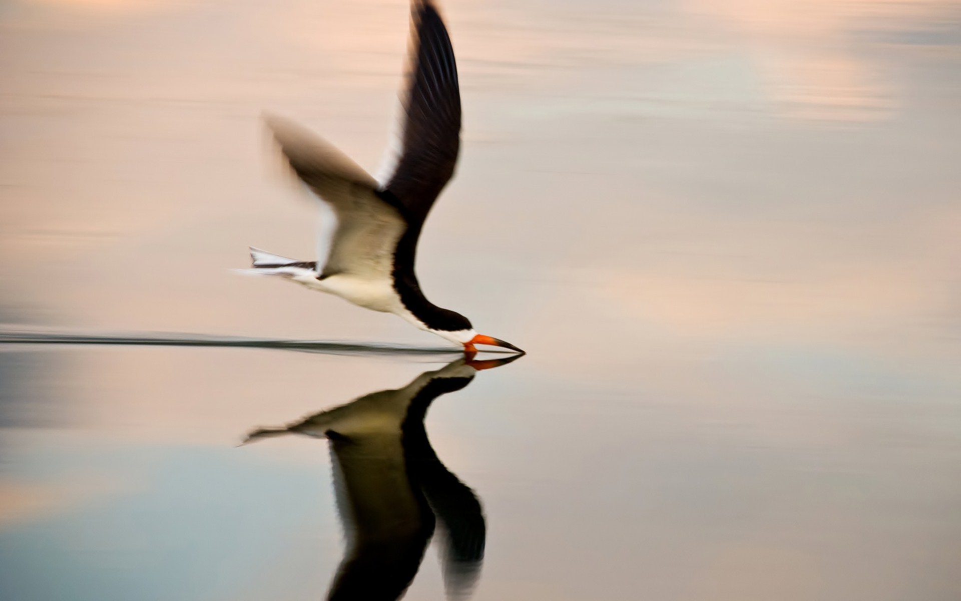 Nature, Animal, Bird, Water, Reflection, National, - National Geographic Bird Water , HD Wallpaper & Backgrounds