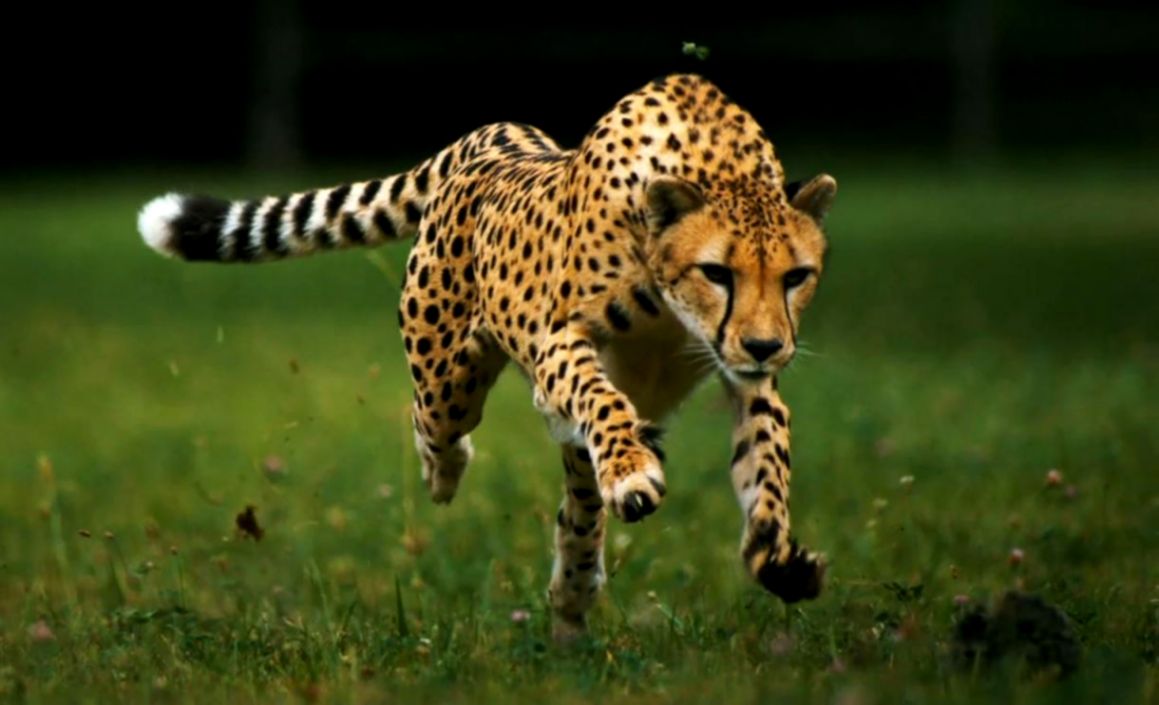 Most 50 Cheetah Animals Photos Hd Wallpapers Free Download - Animals Run , HD Wallpaper & Backgrounds