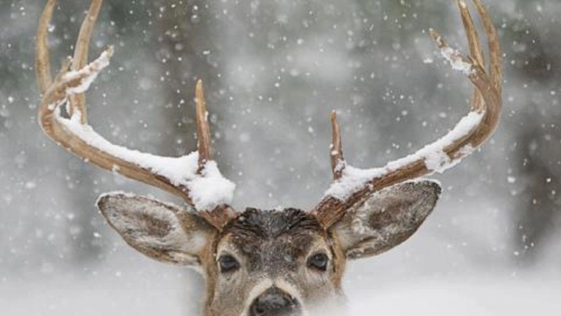 Winter Animal Wallpapers Widescreen - Winter Deer , HD Wallpaper & Backgrounds