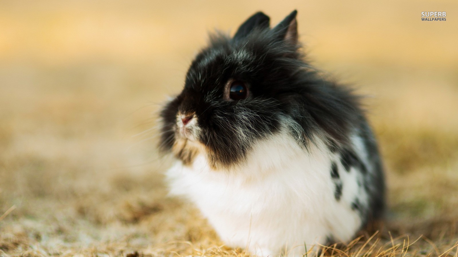 Animals Images Sweet Rabbit Hd Wallpaper And Background - Sweet Rabbit , HD Wallpaper & Backgrounds
