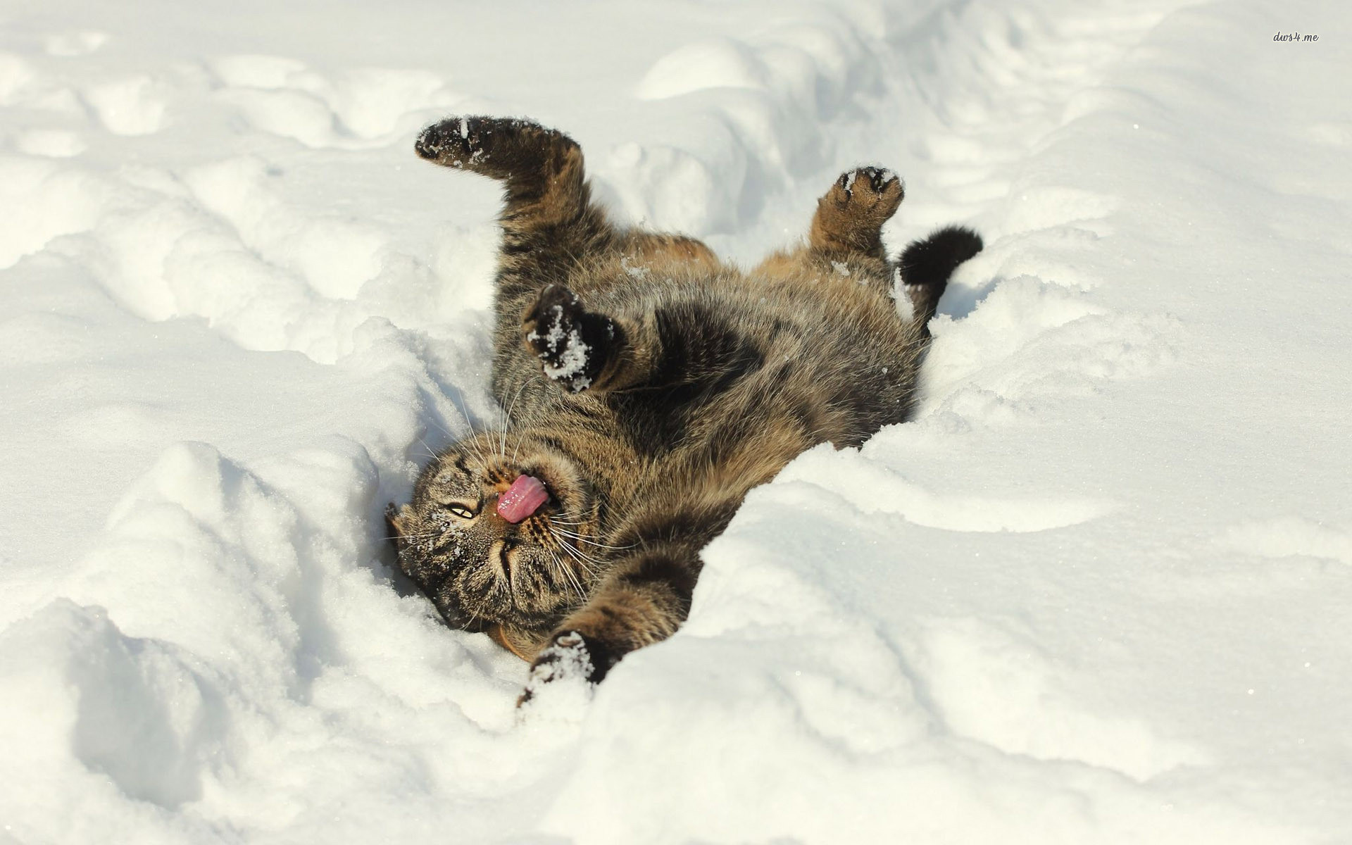 Funny Cat In The Snow Wallpaper - Lazy Cat In Snow , HD Wallpaper & Backgrounds