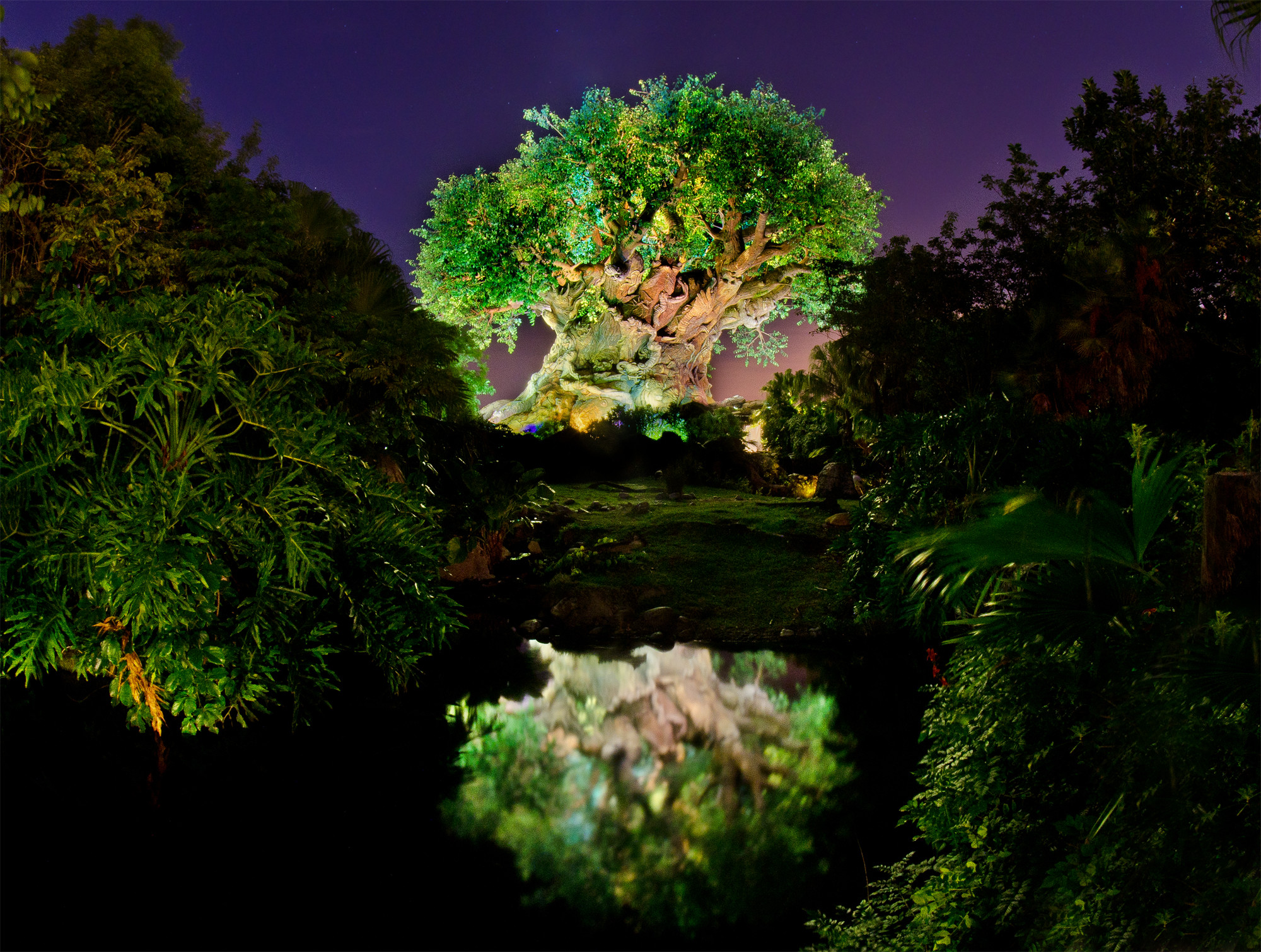 Life In A Bubble 1440p Digital Art Desktop - Disney's Animal Kingdom Night , HD Wallpaper & Backgrounds