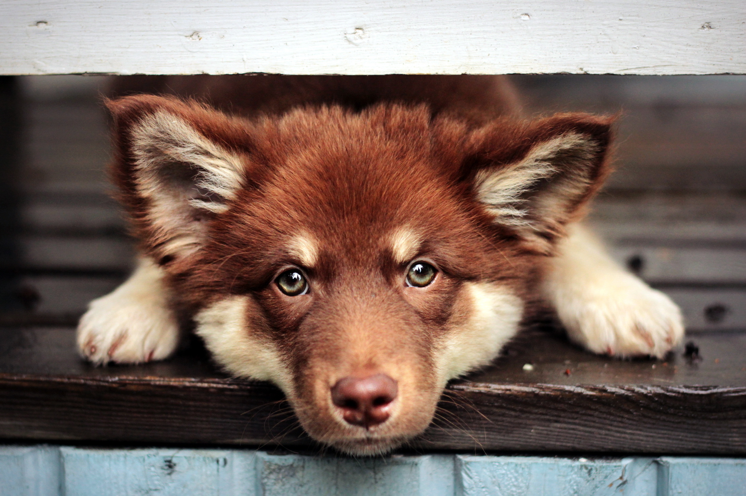 Sweet - Animals - Fondos De Pantalla Lobos Cachorros , HD Wallpaper & Backgrounds