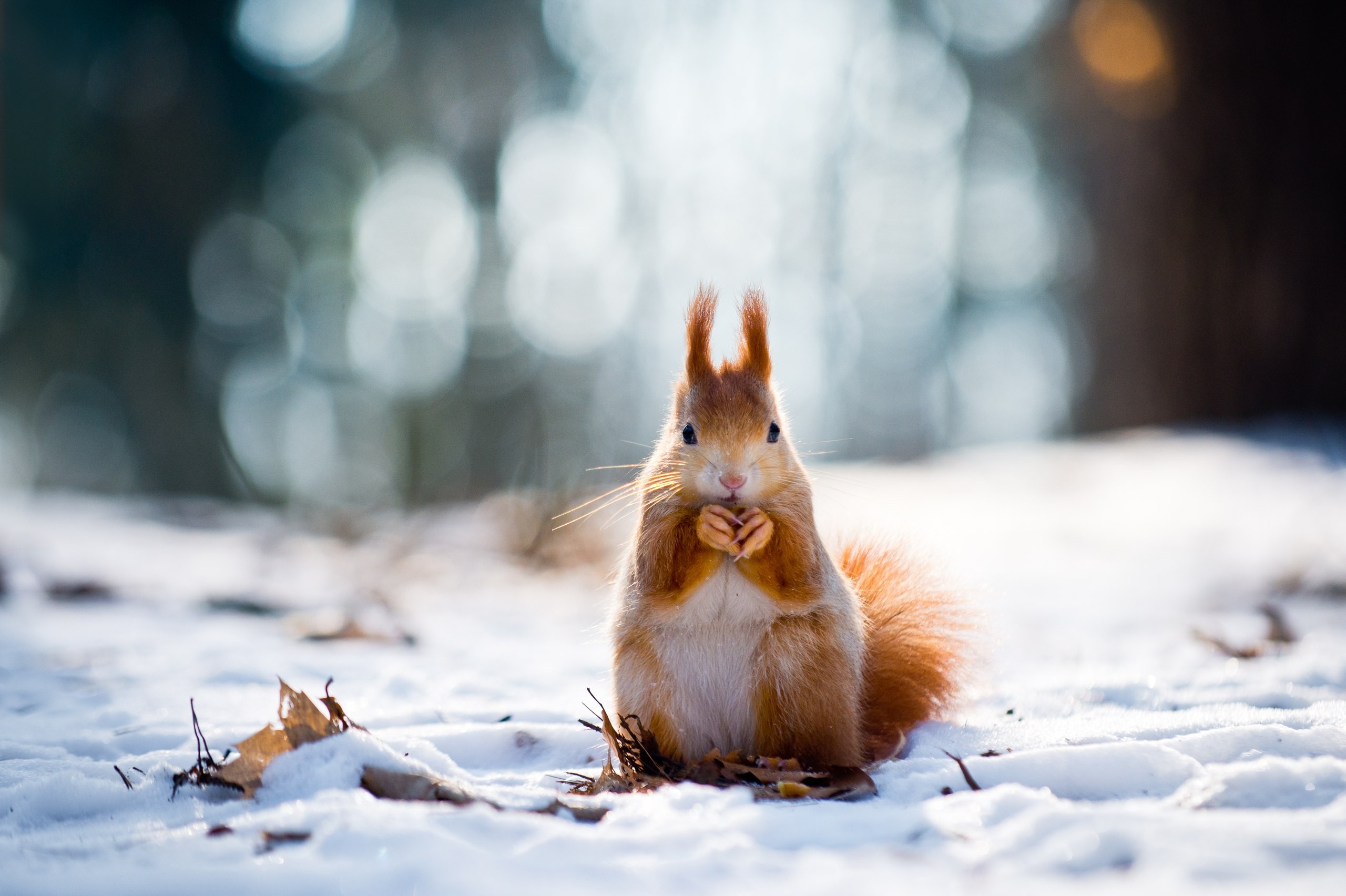 #animals, #snow, #bokeh, #squirrel, #depth Of Field - Squirrel Winter , HD Wallpaper & Backgrounds