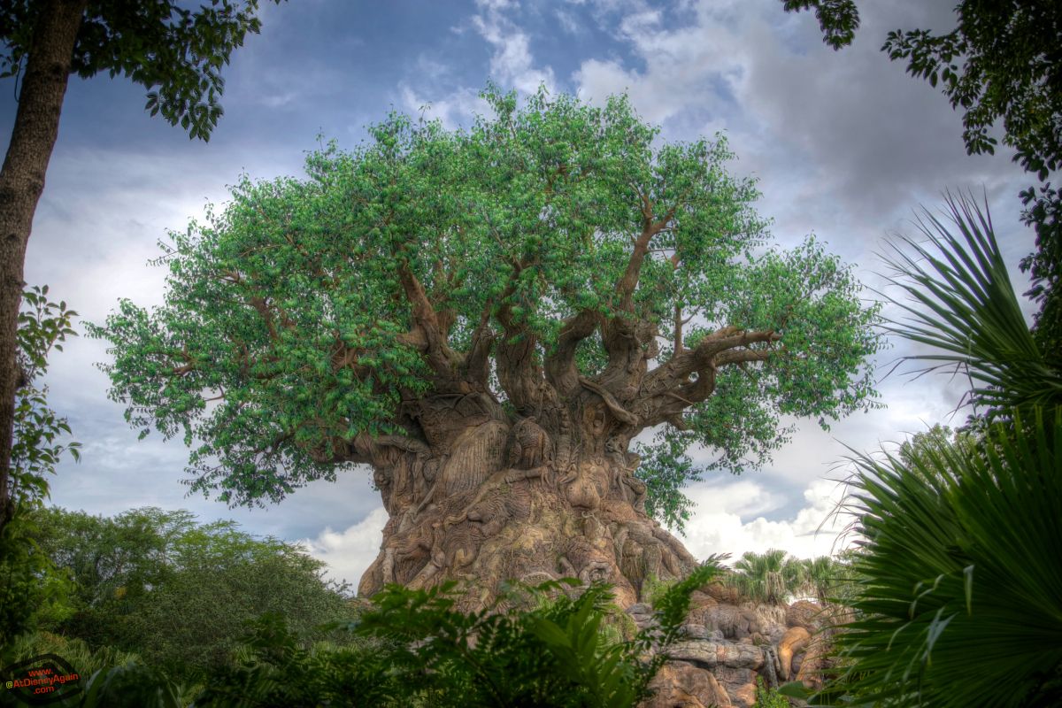 Tree Of Life Wallpapers By At Disney Again - Disney World, The Tree Of Life , HD Wallpaper & Backgrounds