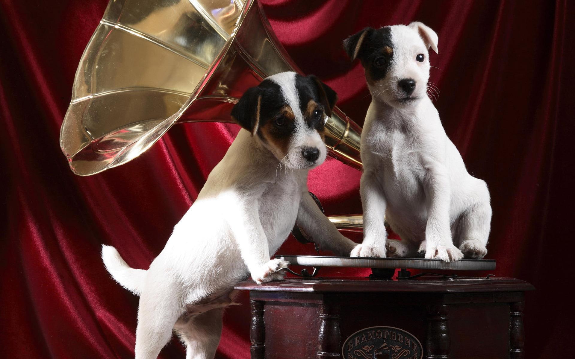 Dogs Listening Music, Puppy, Phonograph, Sweet, Animal, - Influencia De La Musica En Los Animales , HD Wallpaper & Backgrounds