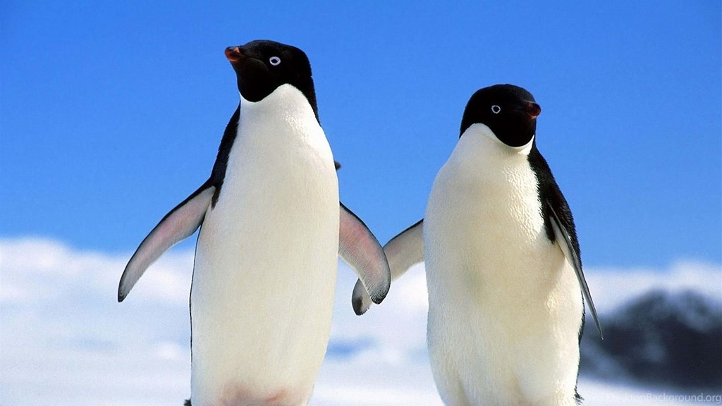 Winter Animal Hd Wallpapers For Mac 3770 Hd Wallpapers - Funny Pics Of Penguins , HD Wallpaper & Backgrounds