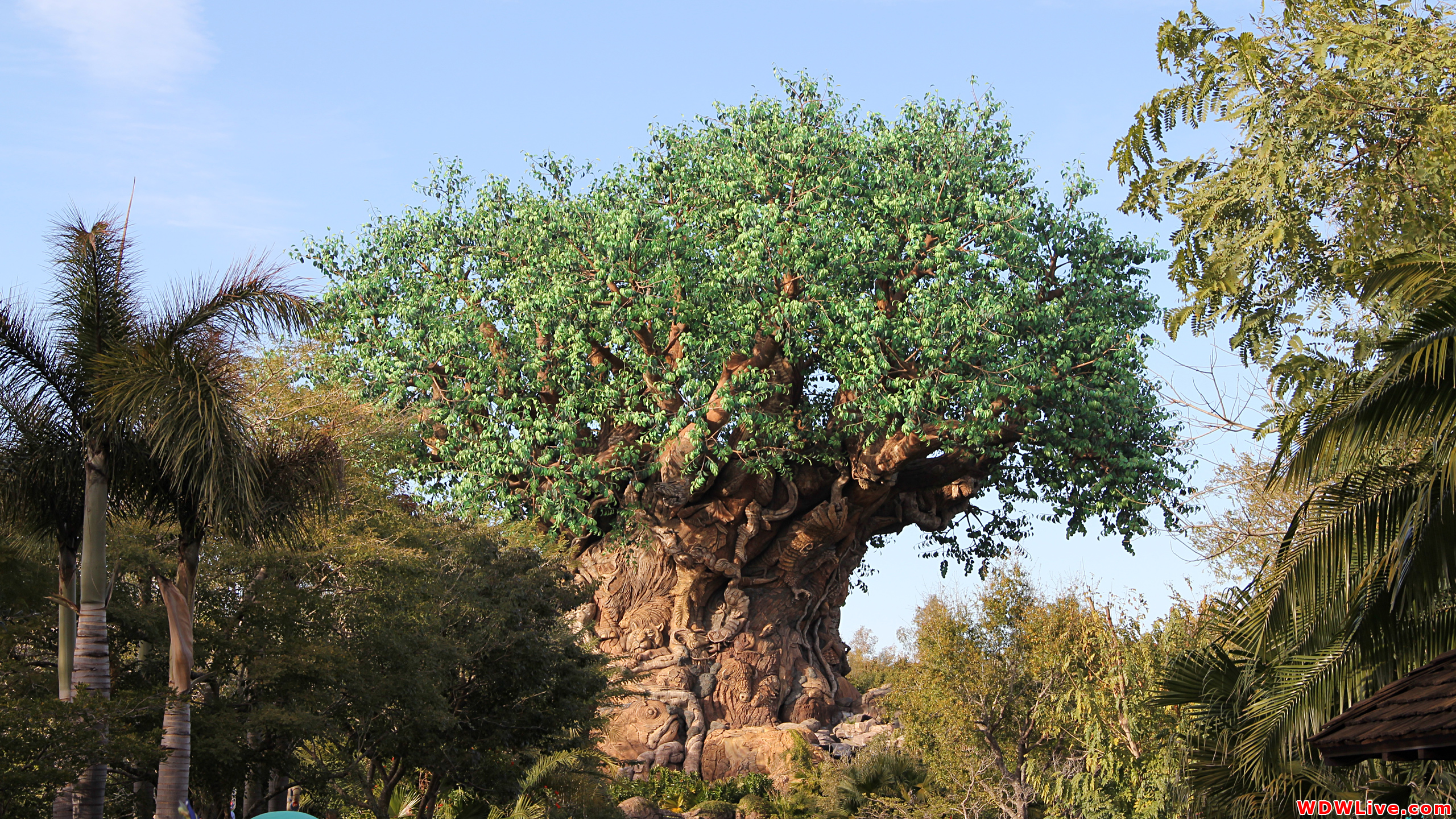 Disney World, The Tree Of Life , HD Wallpaper & Backgrounds