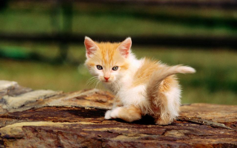 Baby Cat In Forest Wallpaper - All Types Of Animals Hd , HD Wallpaper & Backgrounds