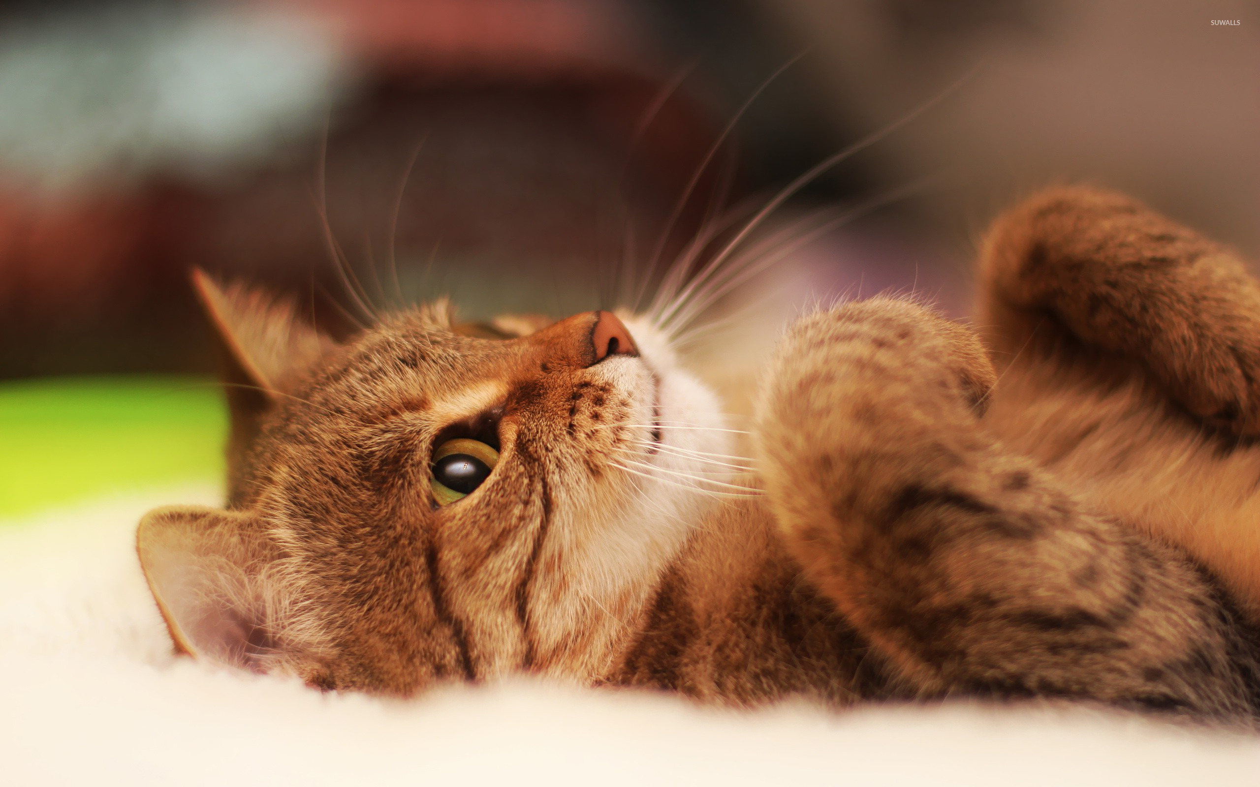 Lazy Cat Wallpaper - Great Photography Of Animals , HD Wallpaper & Backgrounds
